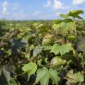 A closed boll is seen on a cotton plant growing in a field.
