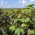 A closed boll is seen on a cotton plant growing in a field.