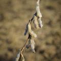 Photo shows mature, dried soybean pods hanging against a brown, natural background.