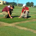 Two men kneel over a square test plot and feel the texture of the sod.