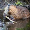 Some landowners view beavers as costly nuisances because their dams can flood agricultural fields and forests. However, these ecosystem engineers create ponds that are ultimately beneficial to the overall ecology of an area, including wildlife populations. (Submitted photo)