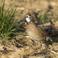 The best way to reduce the decline in northern bobwhite quail populations is to intentionally provide habitat conditions critical to their survival. (MSU Extension Service file photo)