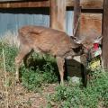 This Wyoming deer suffers from chronic wasting disease, a highly contagious illness that is now present in 23 states. Although the disease is undocumented in Mississippi, it poses a real, potential threat to the state’s deer herd. (Photo Credit: Wyoming Game and Fish Department and the CWD Alliance)