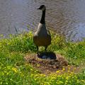 During late spring and early summer, spectators and photographers should limit stress for nesting birds, such as this Canada goose near a pond in Oktibbeha County, Mississippi, on May 7, 2017. (Photo by MSU Extension Service/Linda Breazeale)