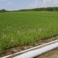 Computerized hole selection provides furrow irrigation of rice with water from a tailwater recovery system in the Mississippi Delta. (MSU Extension Service file photo)