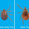 The deer tick and the American dog tick, shown here, are two of the five most common tick species found in Mississippi. The state is home to about 19 tick species. (File photos by MSU Extension Service/Blake Layton)