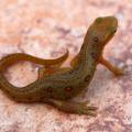 Newts are common inhabitants of small, woodland ponds, especially when no fish are present. (Photo by MSU Extension Service/Wes Neal)