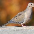 Healthy mourning dove populations allow opportunities for recreational hunting. Habitat establishments begin in the spring by planting small fields with a variety of grains such as sorghum, browntop millet and sunflowers. (Submitted photo)