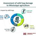 Graphic illustration showing economic impact of wild hog damage to Mississippi agriculture: $298,000 to repair damage, $209,000 for control measures, $160,000 labor costs and $85,000 in lost crops.