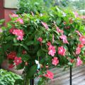 Annual flowering vincas perform well in the landscape and in containers. This Mediterranean Hot Rose has a spreading growth habit that allows it to spill over the edge of a hanging basket. (Photo by MSU Extension/Gary Bachman)