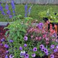 Containers can be planted at any time of year. This summer combination has tall Salvia Playin’ the Blues in the back, Gaura Karalee Petite Pink providing interest in the front, and Supertunia Bordeaux filling in all the extra space. (Photo by MSU Extension/Gary Bachman)