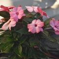 New Guinea impatiens are strictly shade-loving plants that can complement their sun-loving cousins, the SunPatiens. (Photo by MSU Extension/Gary Bachman)