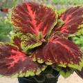 The Kong coleus has massive foliage and thrives in shady areas of the landscape. (Photo by MSU Extension/Gary Bachman)