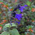 The Black and Bloom salvia is one of the first summer perennials to start blooming. This tough plant survives and thrives in hot summers. (Photo by MSU Extension/Gary Bachman)