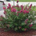Gardeners sometimes use heavy pruning to control crape myrtle size and shape, but these goals are better achieved by choosing the right plant to fit the space. This Bourbon Street Dwarf Crape Myrtle is an excellent choice for a small area. (Photo by MSU Extension/Gary Bachman)