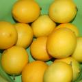 Meyer lemons, a cross between a lemon and an orange, are thin-skinned and sweet. They can be grown in Mississippi landscapes. (Photo by MSU Extension/Gary Bachman)
