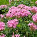 These Lucky Pink pentas offer a rich pink color on branching, compact plants. 