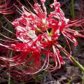 A Lycoris, pink/red flower with no foliage, better known as the spider lily or naked lady. 