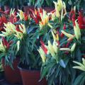 Red, green, and yellow pods on a Chilly Chili plant, a colorful pod producer without the heat. 