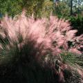 Backlit Gulf Muhly grass glows like a rich, pink cloud in this landscape.