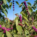 American beautyberry, a native shrub with tiny flowers and prolific berries, is excellent in home landscapes.