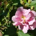 Confederate rose is an heirloom plant that blooms prolifically in late summer and fall.