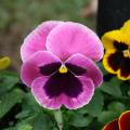 A close-up of a pink pansy with a dark maroon blotch in the center.