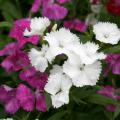A close-up of white and pink dianthus blooms.