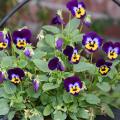 Purple viola flowers grow in a container.