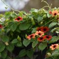 Orange vine flowers resembling black-eyed Susans straddle the top of a wooden gray fence.