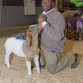 A young man kneels next to his goat at the Dixie National Sale of Junior Champions.