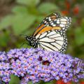An orange and white Monarch butterfly rests on small purple flowers.
