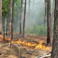 Ring of fire from a planned burn surrounds pine trees in a forest.