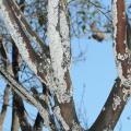 Branches of a tree are covered with a white, felt-like substance.
