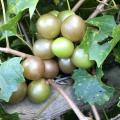 Muscadines of various shades are bunched on the vine.