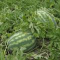 A watermelon with a dark green outer shell and light green stripes rests in a field.