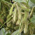 Green soybean plants set pods in a field.