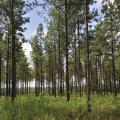This forest has hundreds of tall, thin pine trees with light-gray bark and green clumps of needles. 