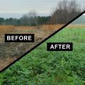 The first photo shows ground that has been disked in the middle of dormant grasses. The second photo shows the same location with green plants growing beside grasses that are not as lush.