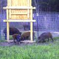 Several brown and multicolored adult and young hogs sniff the ground inside and outside a round wire pen with a wooden door suspended over the opening.