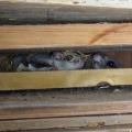 Two small gray squirrels peak out between wooden slats with nesting material behind them.