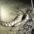 Bright light shines on a large black and gray snake in the water along a pond’s edge at night.