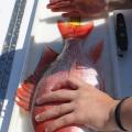 A left hand holds a mostly red fish down with a right hand marking the tail’s end on a measuring tape.