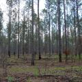 Tall, thinned pines in a wooded area with visible sky overhead. Ground plants are slowly beginning to grow.
