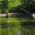 A fisherman in rubber waders stands in a small, quiet stream and casts a lure toward the viewer.