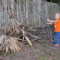 Preschool boy places a dead tree branch on a pile of limbs and leaves located beside an old, wooden privacy fence.