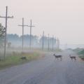 Several deer enter wooded cover area as four deer follow in single file across a gravel road with a corn field behind them on a foggy, early morning.