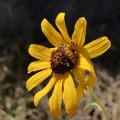 A yellow worm with small brown stripes circling its body crawls over the brown center of a flower surrounded by bright yellow petals.