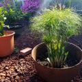 A short papyrus plant grows in a metal cauldron. 