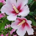 Light pink blooms has dark pink centers.